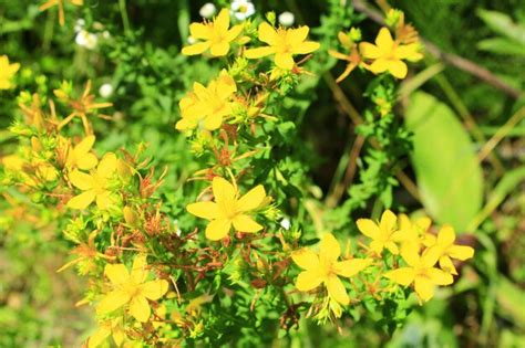 Hermosas Flores Amarillas De La Hierba M Dica De San Juan Foto Premium