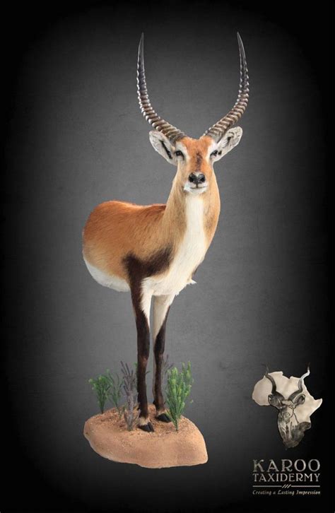 Lechwe Mounts