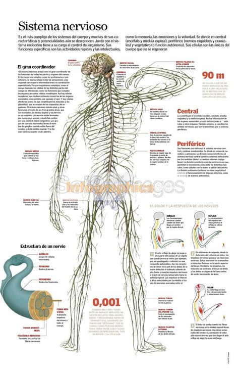 Infografía Sistema Nervioso Infographics90