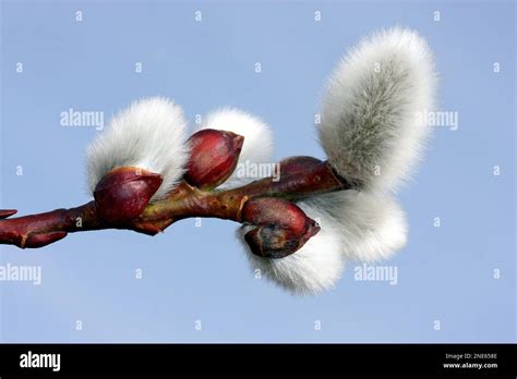 Pussy Willow Goat Willow Great Sallow Salix Caprea Pussy Willows Stock Photo Alamy
