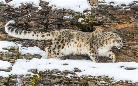 Snow Leopard Facts - Animal Facts Encyclopedia