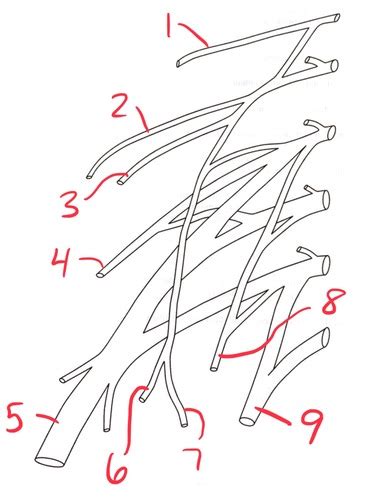 Pns Exam 3 Pictures Lumbar Plexus Flashcards Quizlet