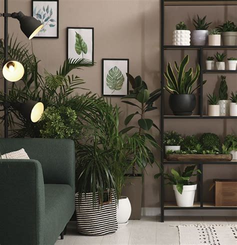 Details 300 Imagen Plantas De Interior Para Decorar Abzlocal Mx