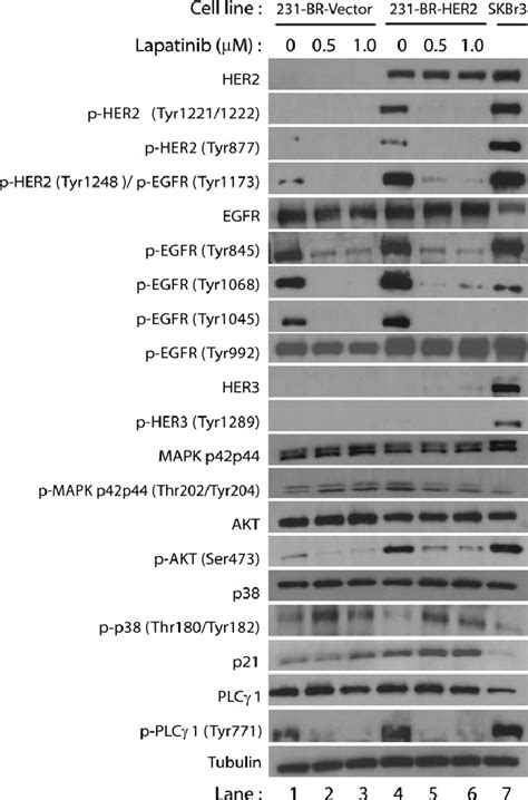 Effect Of Lapatinib On Expression Of Proteins Involved In Her And