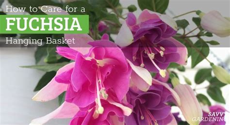 How to Care for a Fuchsia Hanging Basket