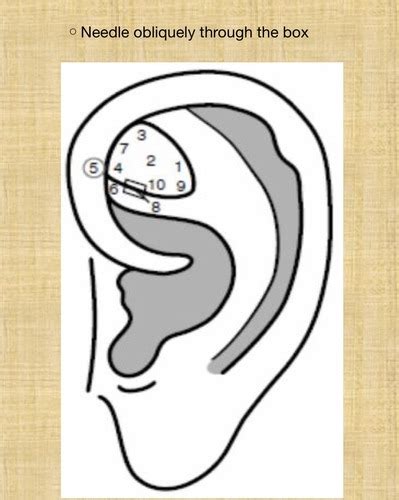 Auricular Fossa Contents Flashcards Quizlet