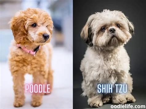 Shih Tzu Vs Poodle Breed Comparison With Photos Oodlelife