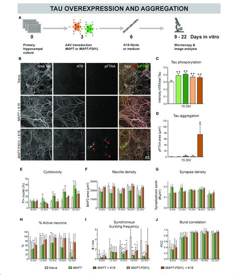 Overexpression Of MAPT And MAPT P301L Induces Phenotypically Distinct