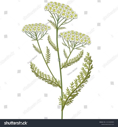 Achillea Millefolium Hand Drawn Medical Vector 库存矢量图（免版税）2103689885 Shutterstock