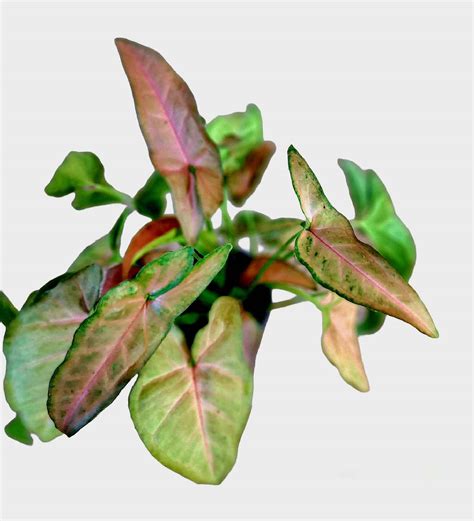 Regina Red Syngonium | Plantly