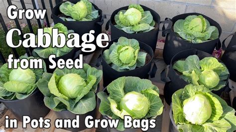 How To Grow Cabbage From Seed In Containers Grow Bags From Seed To