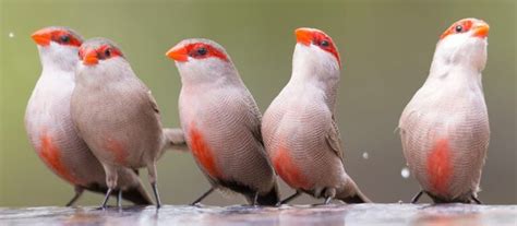 7 BEST Birding Tours in Hawaii! (2025) - Bird Watching HQ