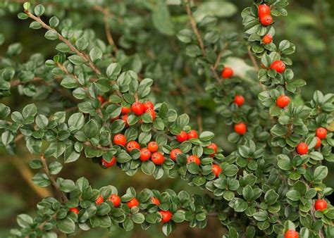 Premium Photo Red Berries Of Cotoneaster Horizontal Cotoneaster