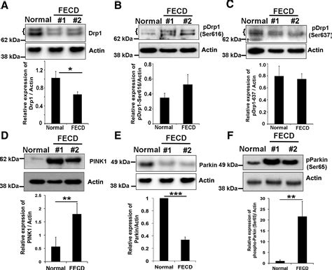 Activation Of Pink1 Parkin Mediated Mitophagy Degrades Mitochondrial Quality Control Proteins In