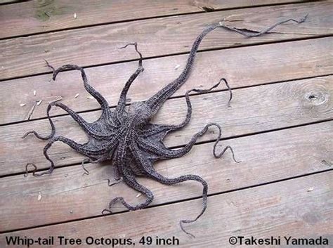 Whiptail Pacific Tree Octopus Hoax It Is An Octopus Allegedly Able To