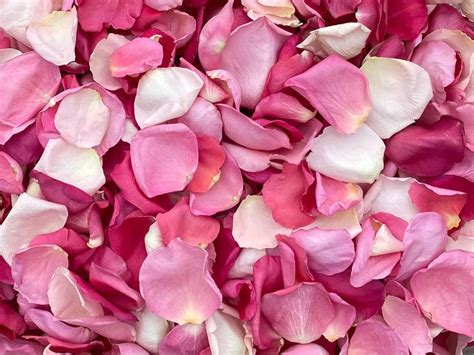 Freeze Dried Rose Petals - Pink Blend | Freeze dried rose petals, Dried rose petals, Rose petals