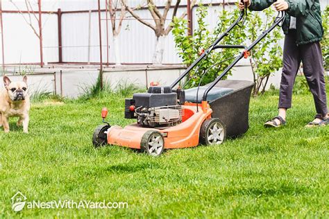 How Often Should You Mow Your Lawn In 2022 Grumps Place