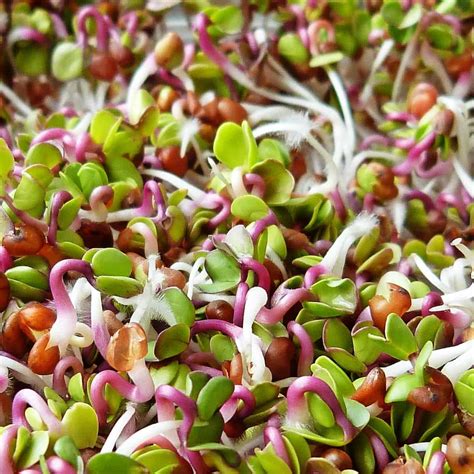 Everything Sprouts. - The Wonderful World of Sprouts