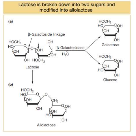 (Solved) - Compare the structure of IPTG shown in Figure 11-7 with the ...