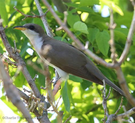 Cuckoos – CPT Pix
