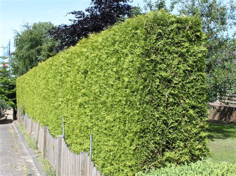 Lebensbaum 'Brabant' - Thuja occidentalis 'Brabant' - Baumschule Horstmann