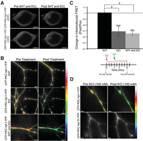 Figure 1 From A PKM Generated By Calpain Cleavage Of A Classical PKC Is