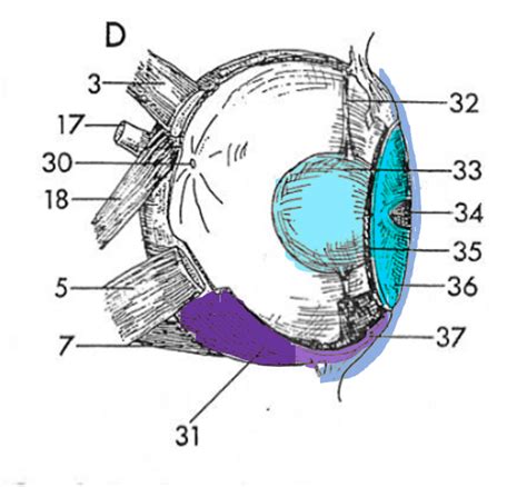 Shark Eye Diagram Diagram | Quizlet