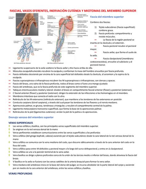 Miembro Superior Tema Fascias Vasos Eferentes Inervaci N Cut Nea Y