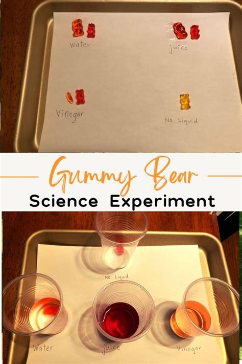 Gummy Bear Science Experiment - Homeschooling Preschool