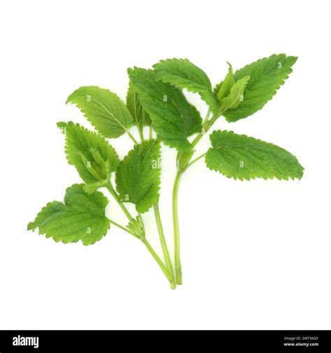 Lemon balm herb plant on white. Used in alternative herbal medicine ...