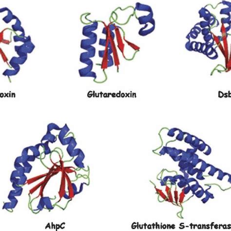 Typical Architecture Of Thioredoxin Like Proteins The Figure Displays