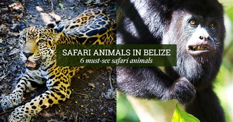 Belize Animals: 6 Must See Safari Contenders