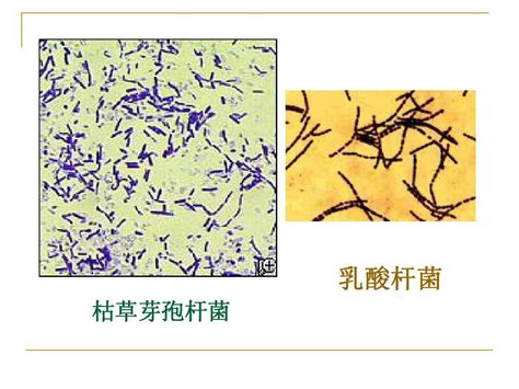 02 革兰氏染色法与芽孢染色法word文档在线阅读与下载无忧文档