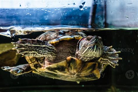 sea turtle in aquarium 17462439 Stock Photo at Vecteezy