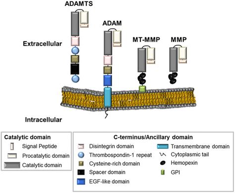 Frontiers Extracellular Matrix Enzymes And Immune Cell Biology