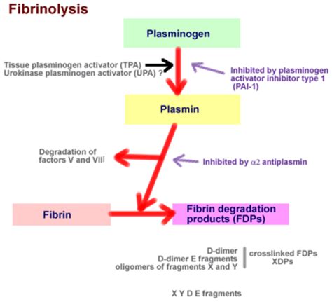 Fibrinolysis Disorders Flashcards Quizlet