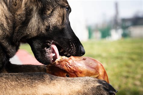 Les Bienfaits De La Mastication Chez Le Chien Cyno Pro