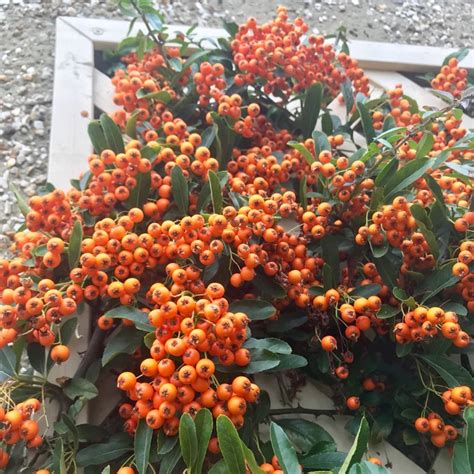 Pyracantha Orange Glow (Piracanta/cătina ornamentală) de vânzare ...
