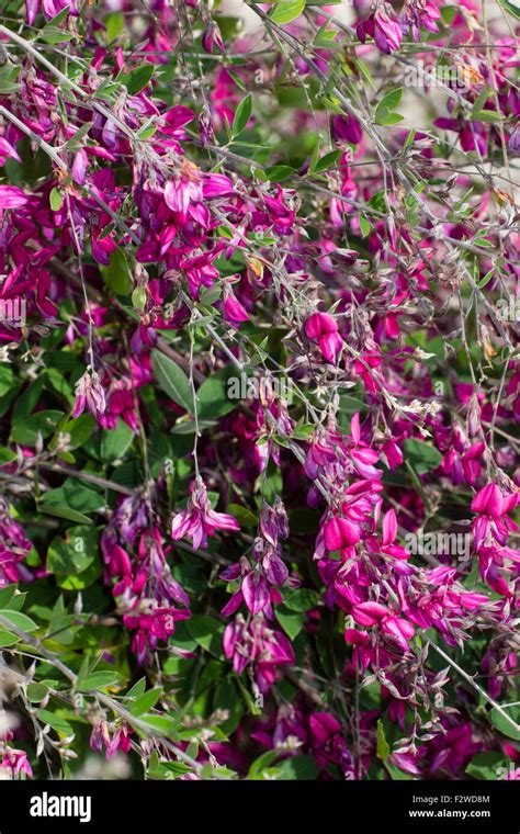 Cascading Branches And Pink Pea Flowers Of The Perennial Bush Clover