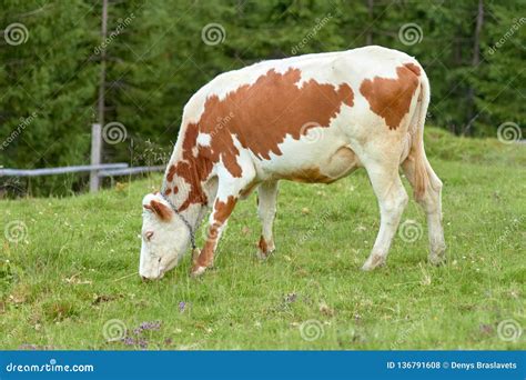 De Koe Weidt in Een Bosopen Plek En Eet Vers Groen Gras Stock Foto