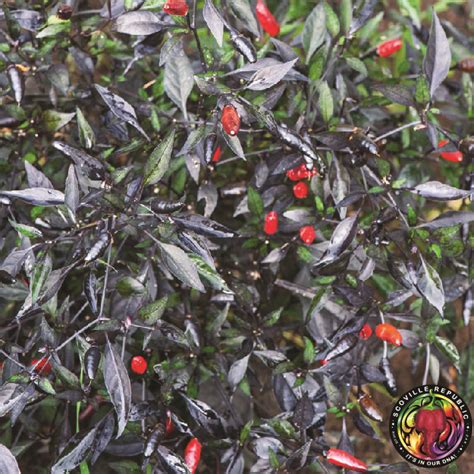 Zimbabwe Black Chilli Seeds Scoville Republic