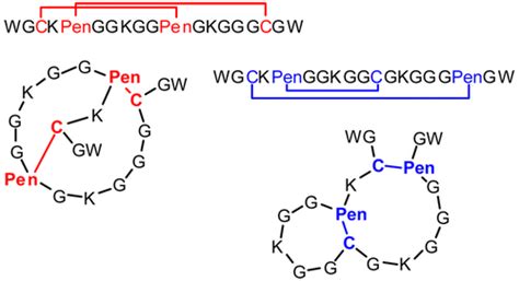 Orthogonal Cysteinepenicillamine Disulfide Pairing For Directing The