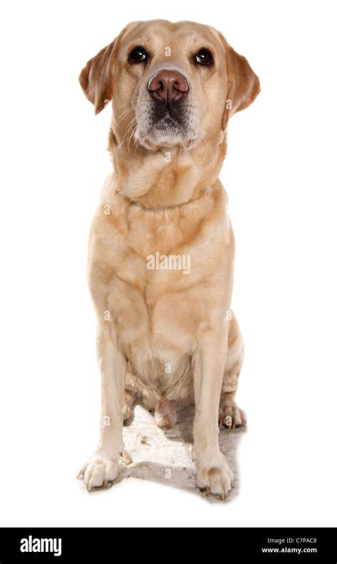 Male Labrador Retriever Hi Res Stock Photography And Images Alamy