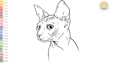 Sphynx Cat Drawing How To Draw A Sphynx Cat Youtube