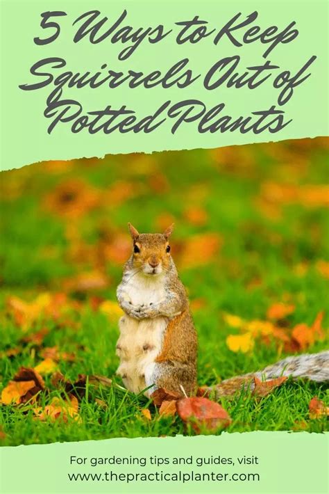 How To Keep Squirrels Out Of Plants Plant Ideas