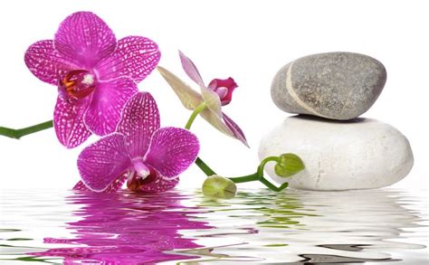 purple orchids and two white rocks in water