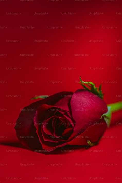 A single red rose on a red background photo – Rose Image on Unsplash