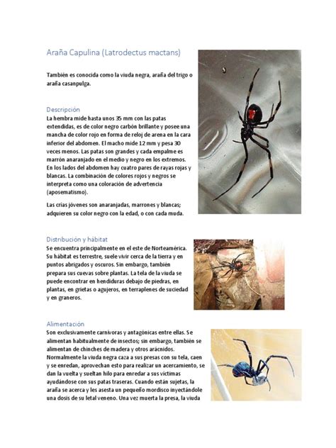 Araña Capulina | Organismos | Naturaleza