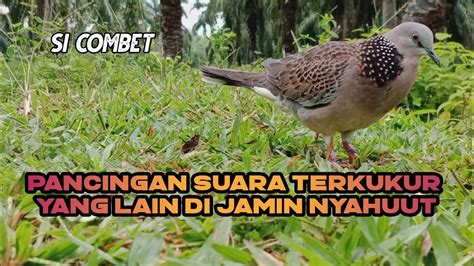 Terkukur Apapun Di Jamin Langsung Ikut Bunyi Mendengar Suara Terkukur