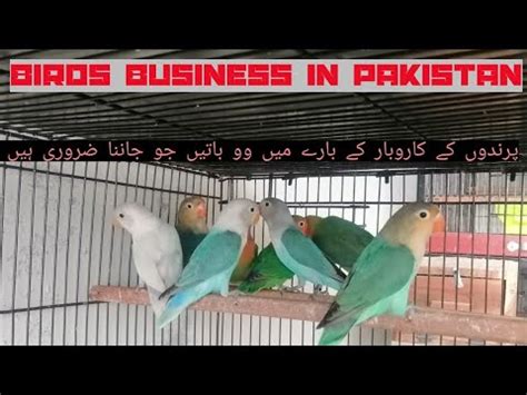 How To Start Birds Business In Pakistan Important Tips Touseef